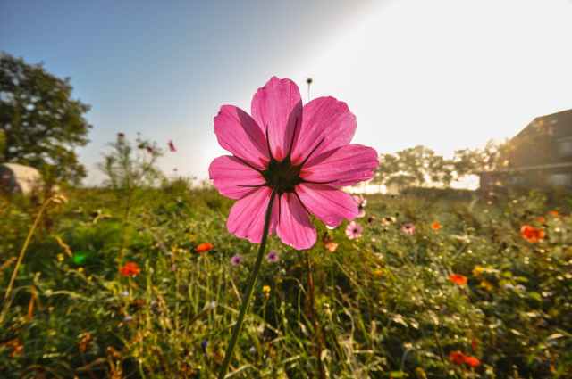 field-meadow-flower-pink.jpg